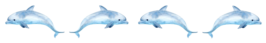 Dolphin banner